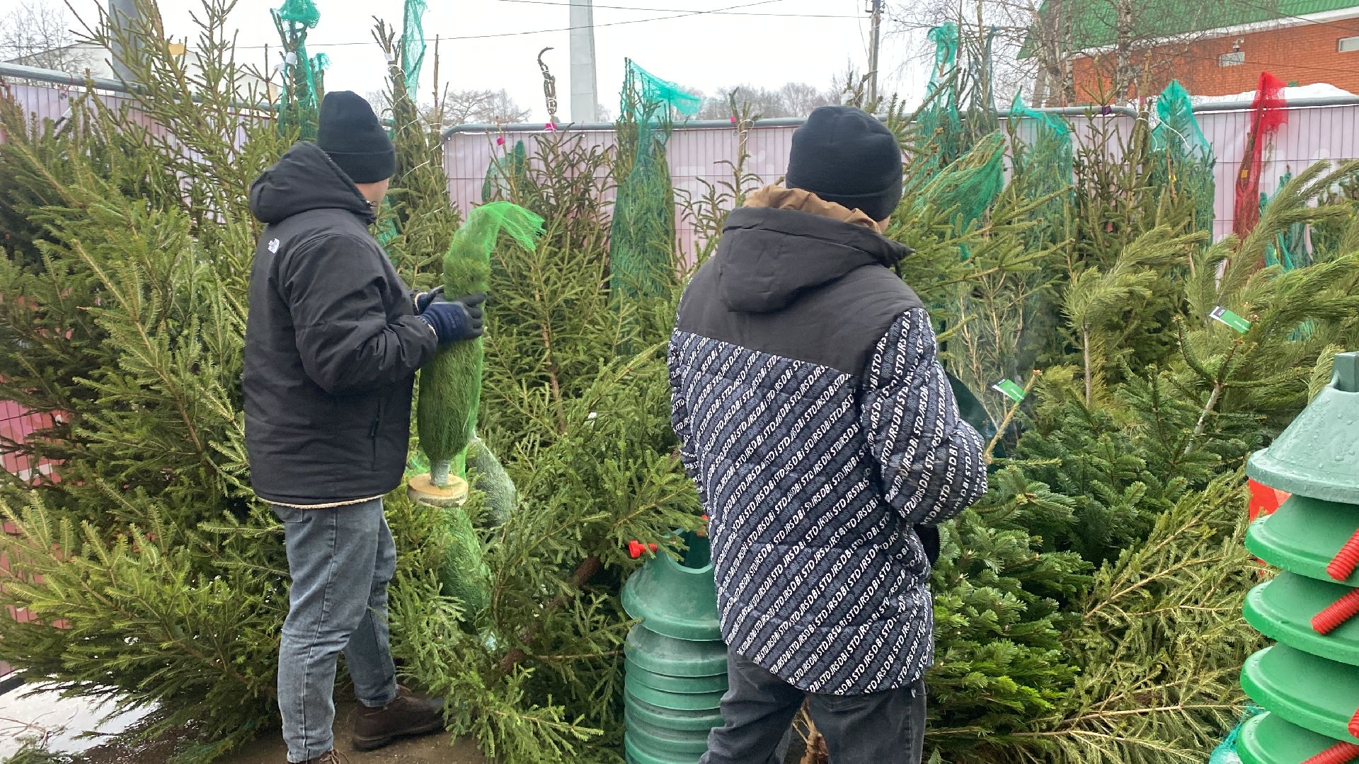 волоколамск, ёлка, елки, елочный базар, зима в подмосковье, сосны, пихты,
