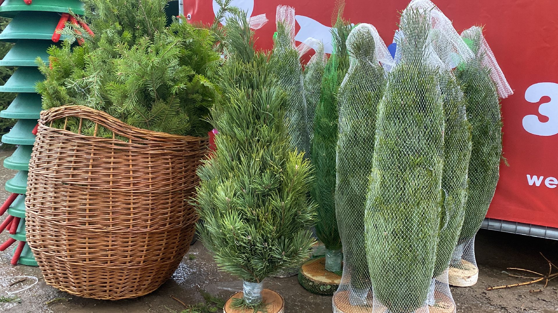 волоколамск, ёлка, елки, елочный базар, зима в подмосковье, сосны, пихты,