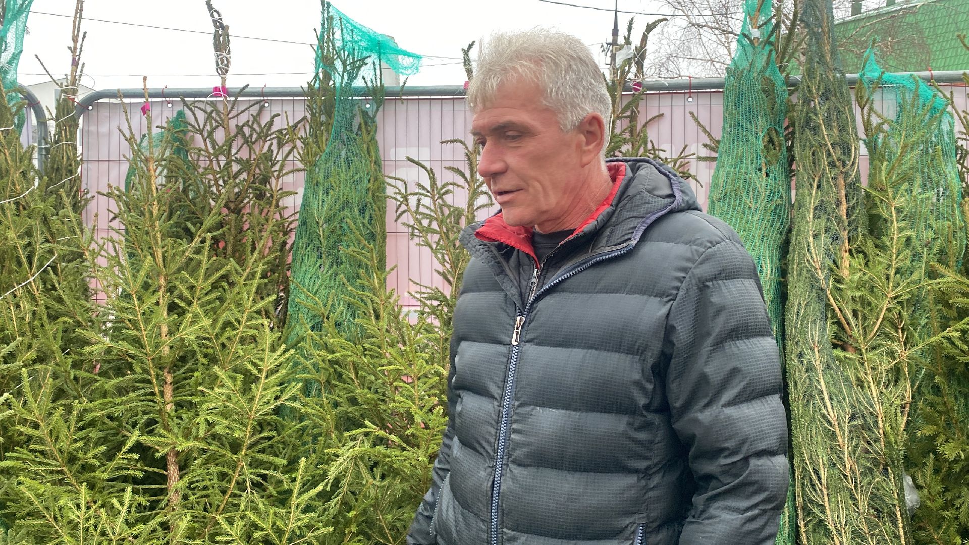 волоколамск, ёлка, елки, елочный базар, зима в подмосковье, сосны, пихты,