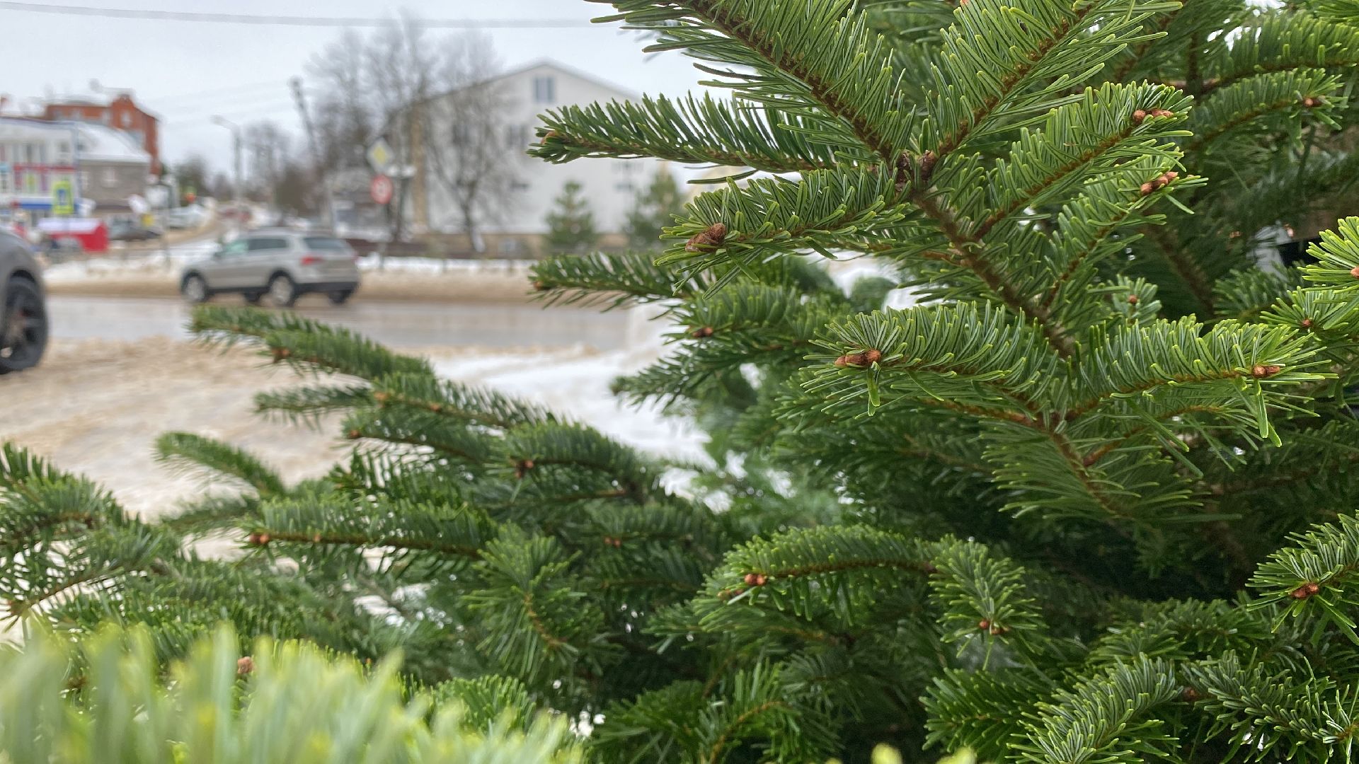 волоколамск, ёлка, елки, елочный базар, зима в подмосковье, сосны, пихты,