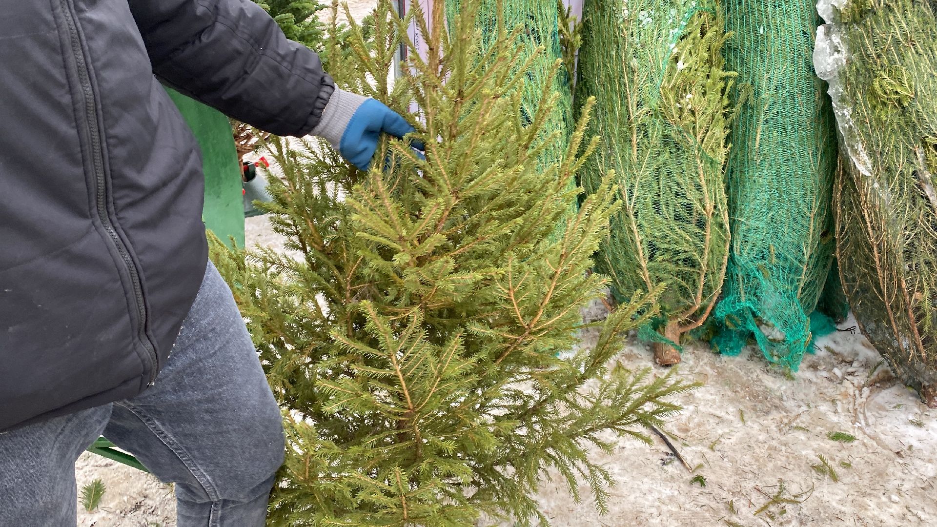 волоколамск, ёлка, елки, елочный базар, зима в подмосковье, сосны, пихты,