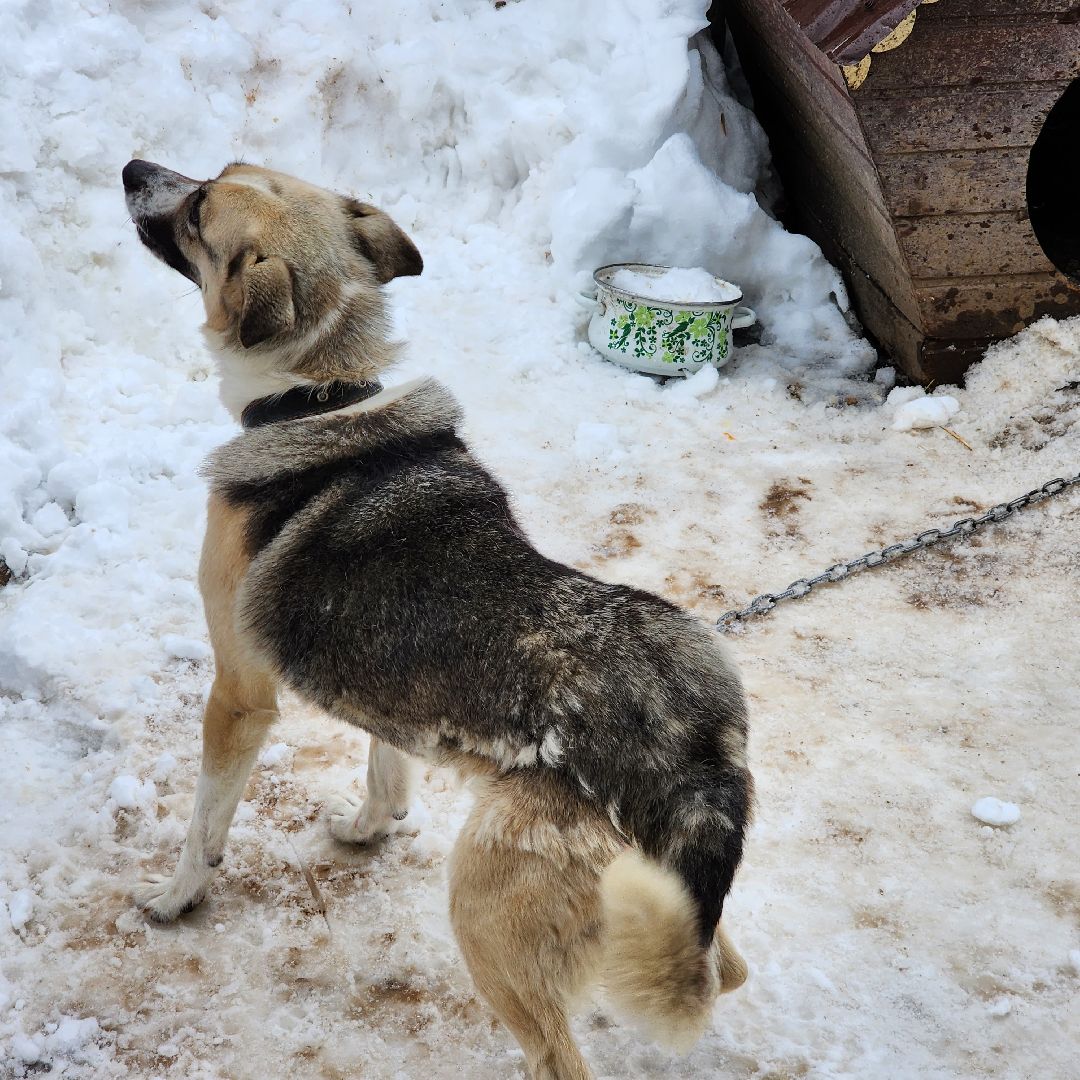 СВО, волнтеры, егорьевск, подмосковье, боевое братство, волонтерская рота,