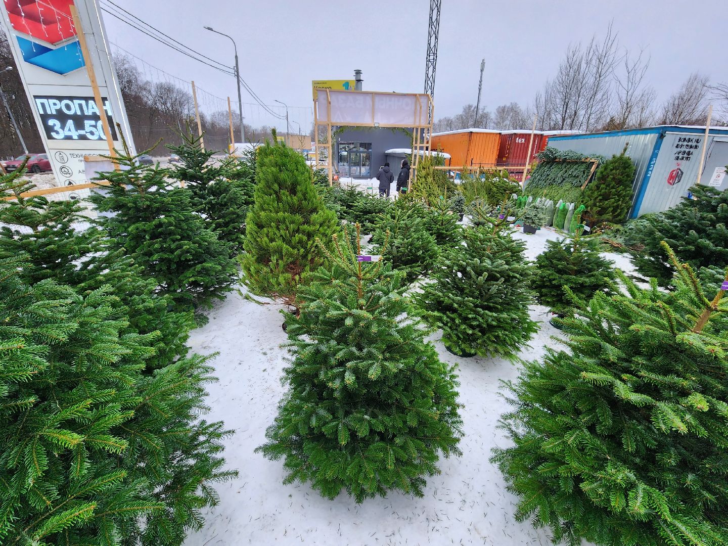 ёлка, Елочный базар, Красногорск,