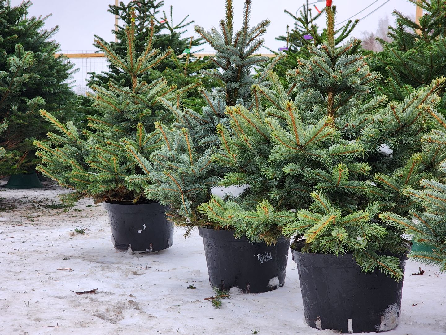 ёлка, Елочный базар, Красногорск,