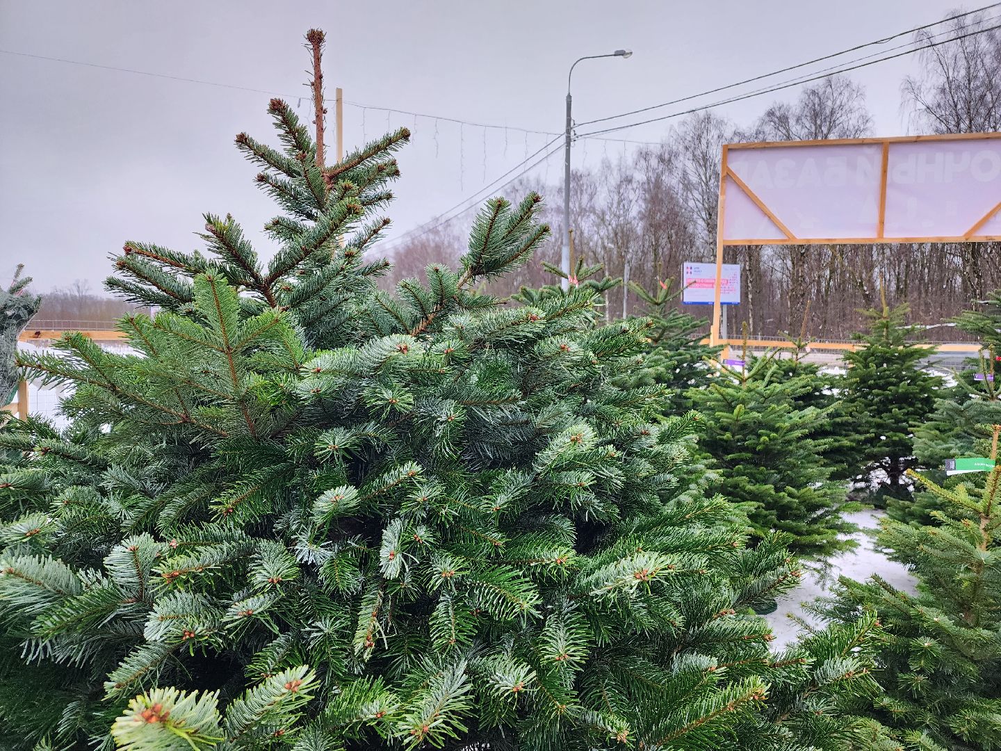 ёлка, Елочный базар, Красногорск,