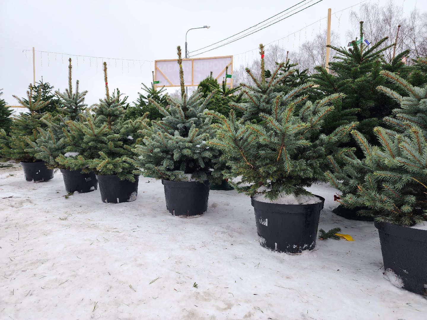 ёлка, Елочный базар, Красногорск,