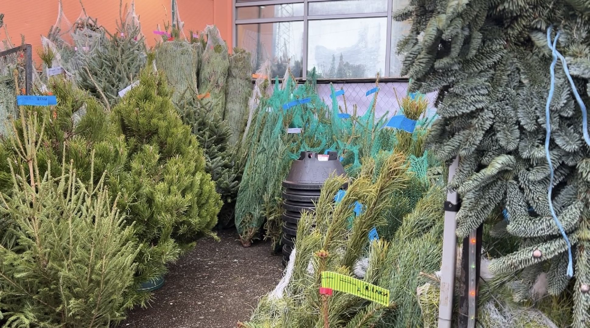 химки, новый год, ёлка, елочный базар, общество,