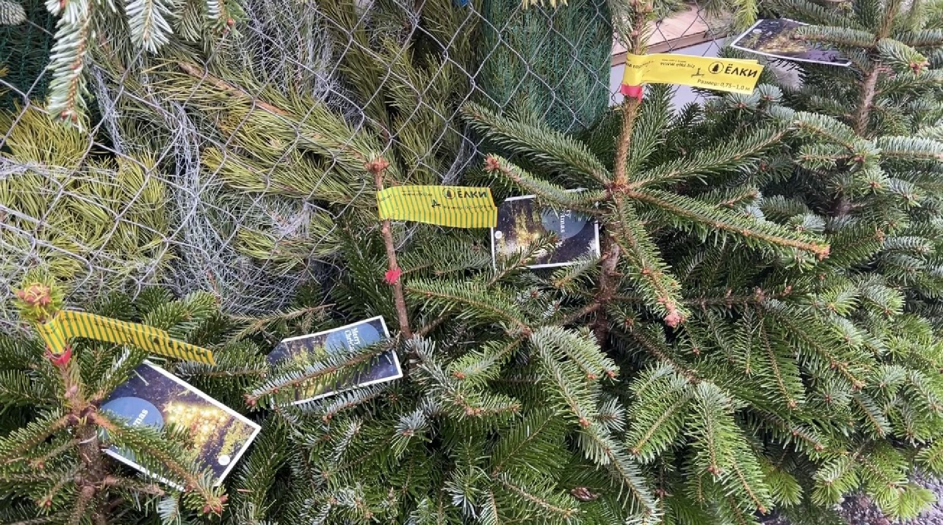 химки, новый год, ёлка, елочный базар, общество,