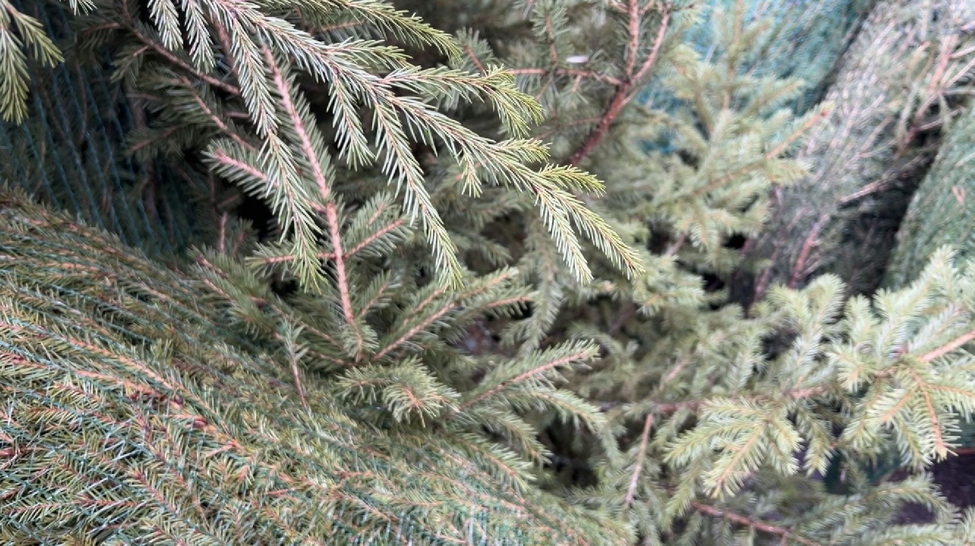 химки, новый год, ёлка, елочный базар, общество,