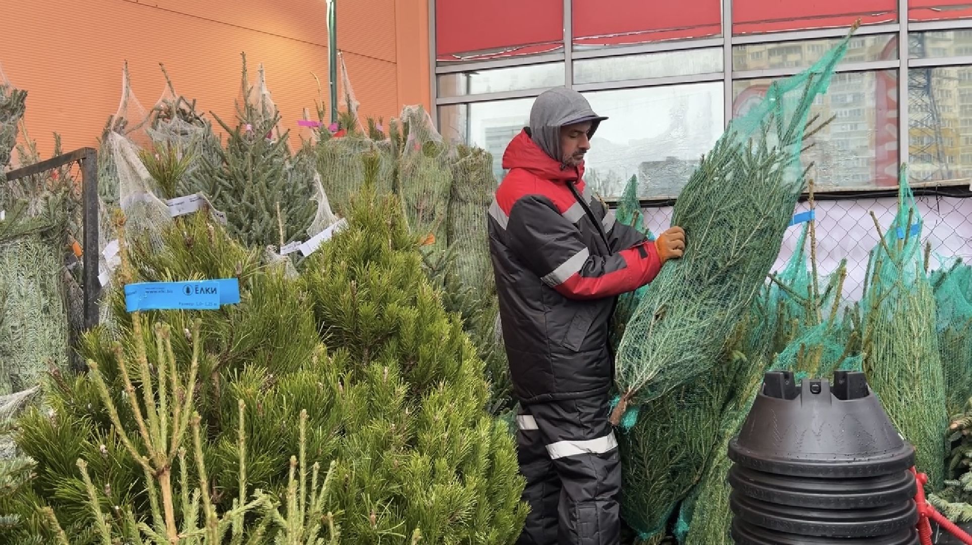 химки, новый год, ёлка, елочный базар, общество,