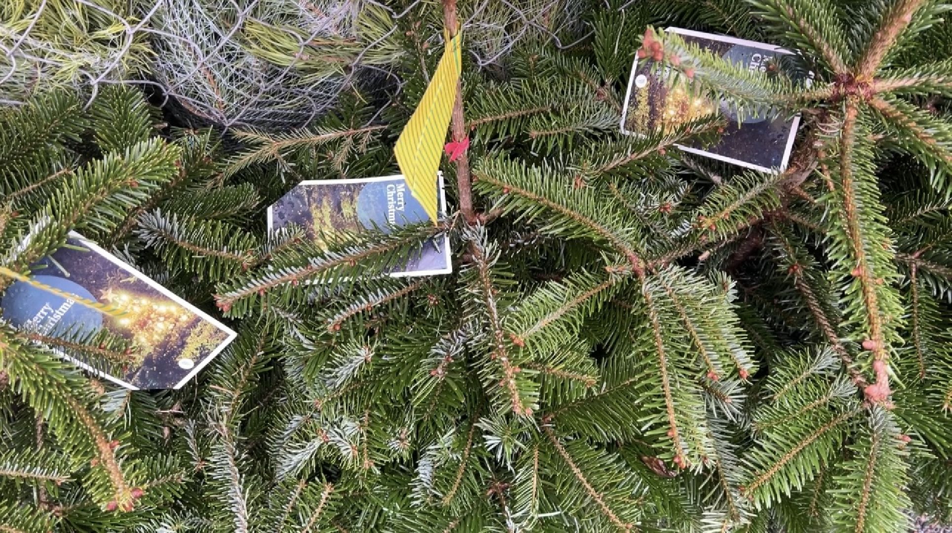 химки, новый год, ёлка, елочный базар, общество,