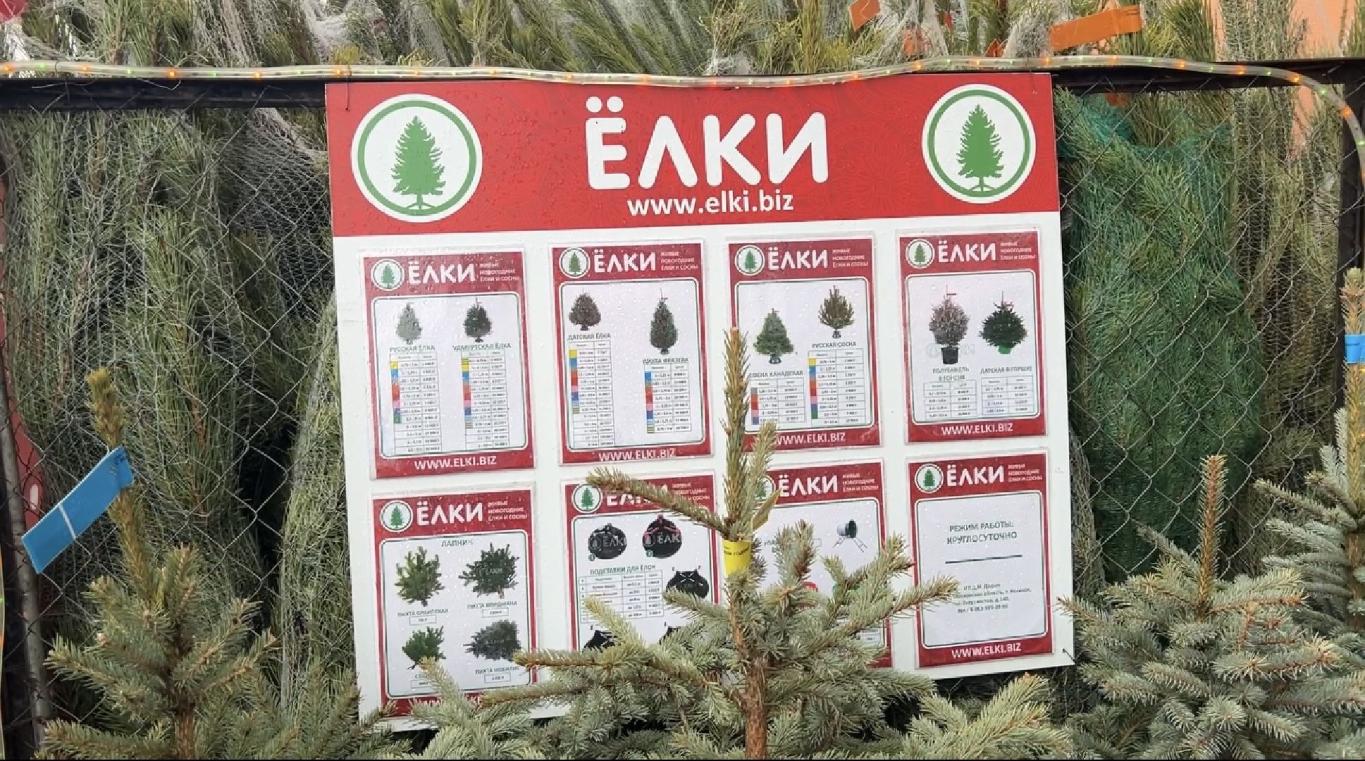 химки, новый год, ёлка, елочный базар, общество,