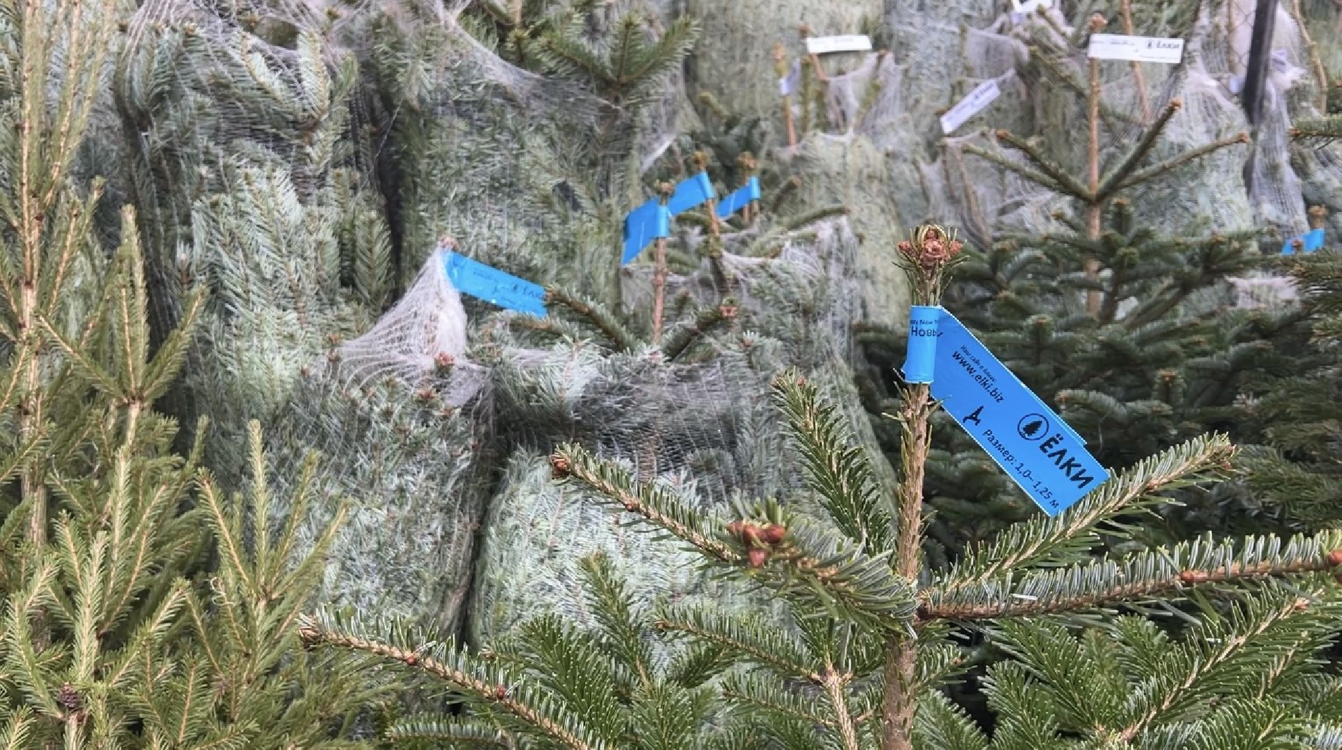 химки, новый год, ёлка, елочный базар, общество,