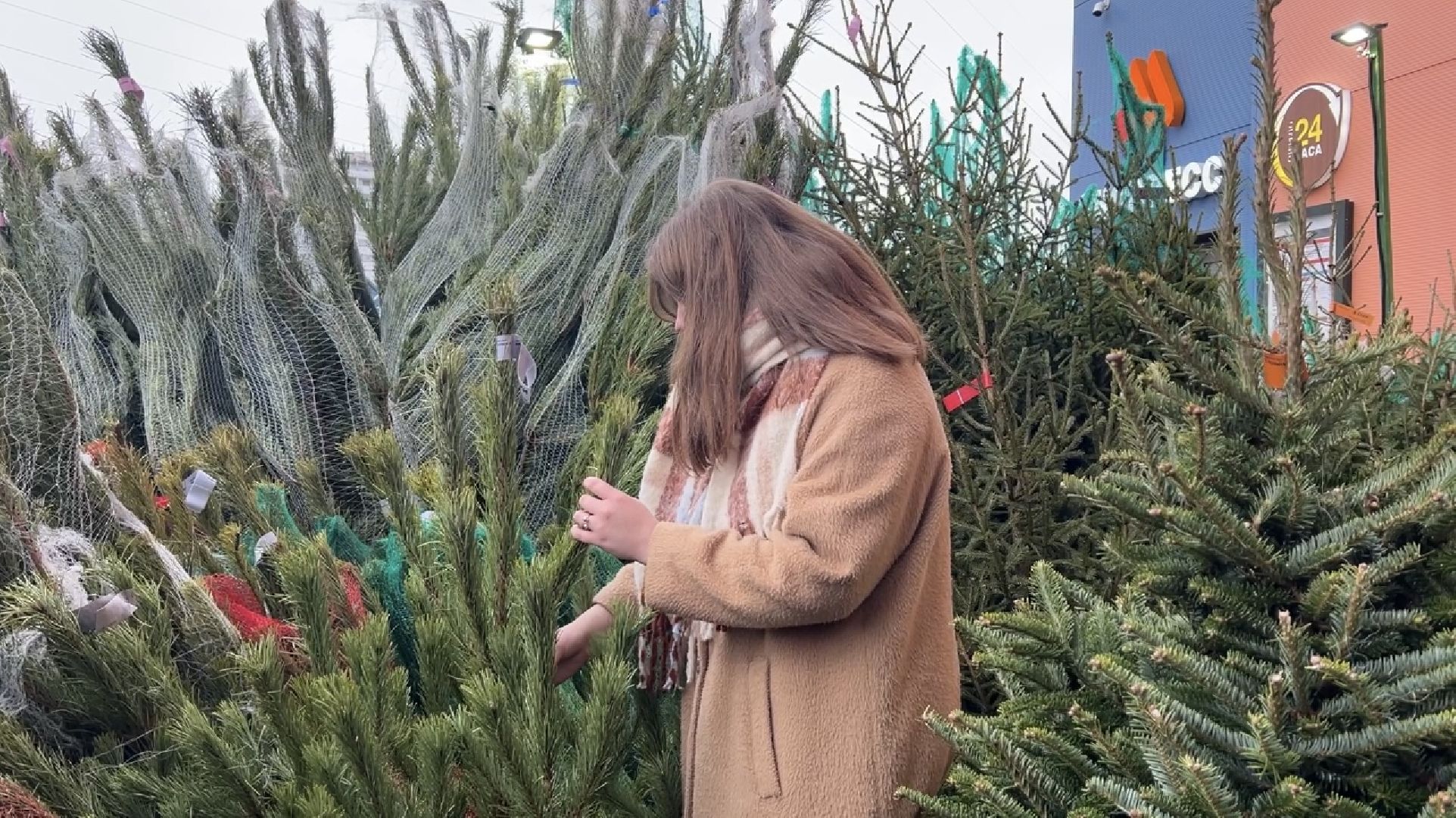 химки, новый год, ёлка, елочный базар, общество,