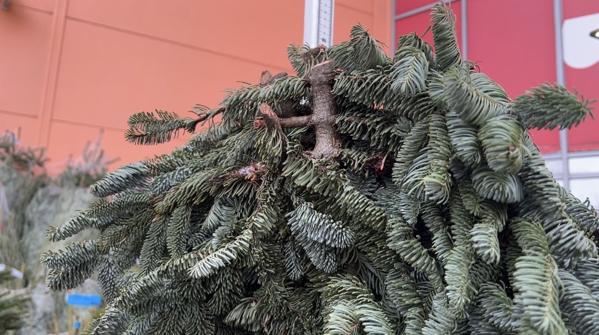 химки, новый год, ёлка, елочный базар, общество,