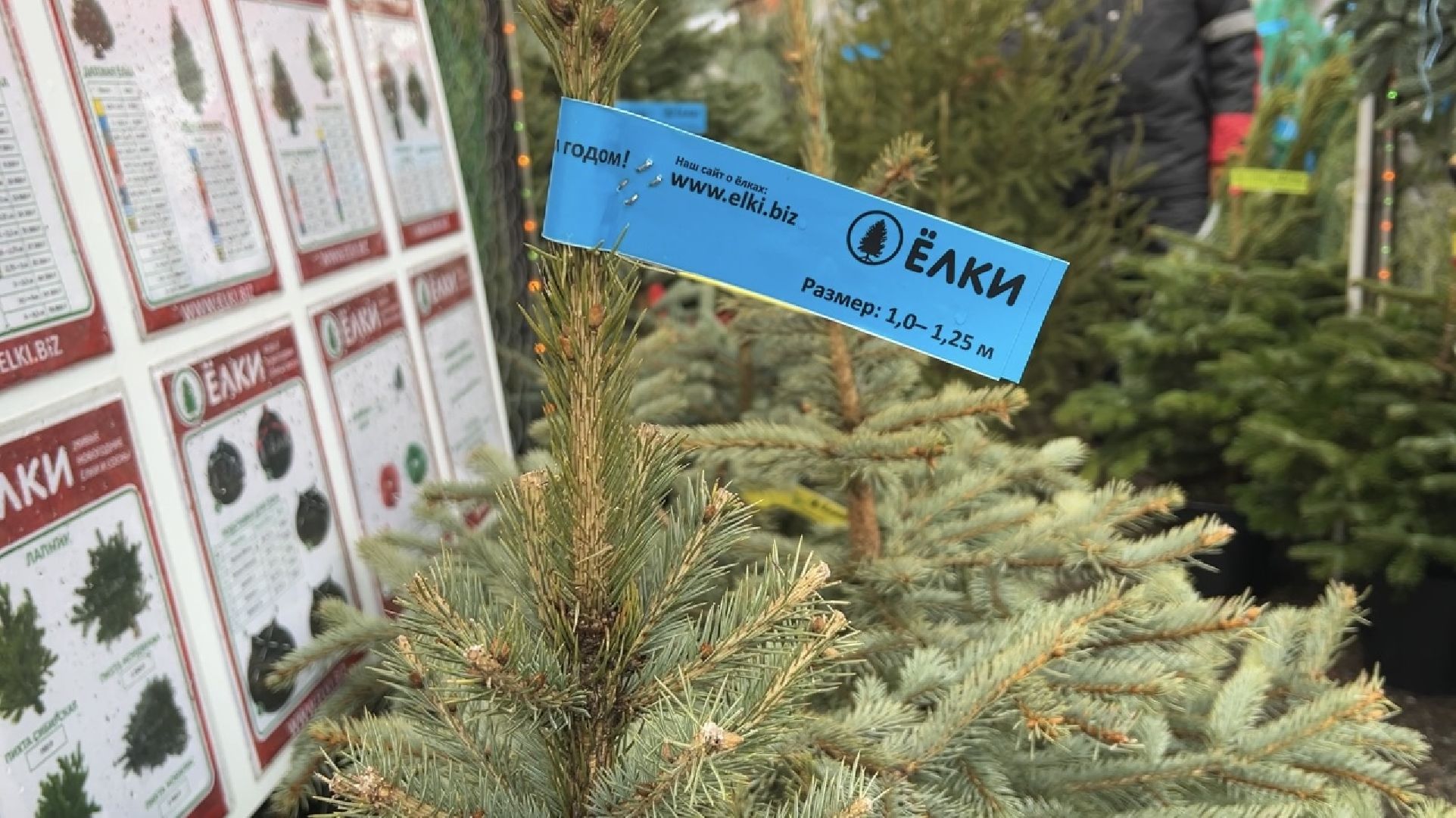 химки, новый год, ёлка, елочный базар, общество,