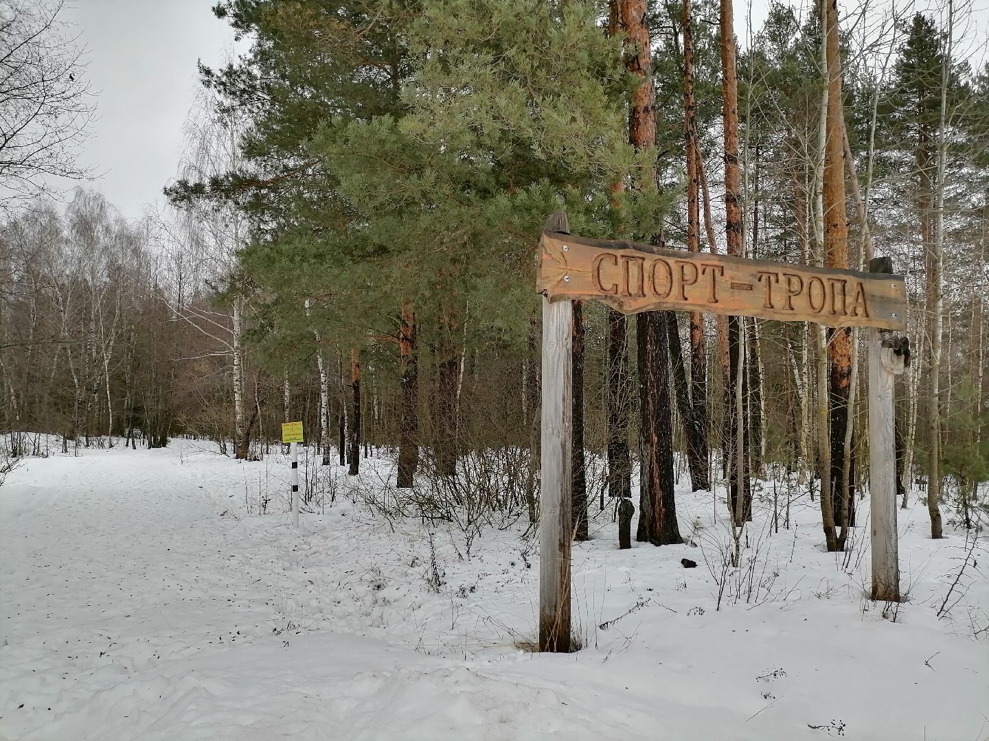 спорт подмосковья, лыжная трасса, снегоход для прокладки лыжной трассы,