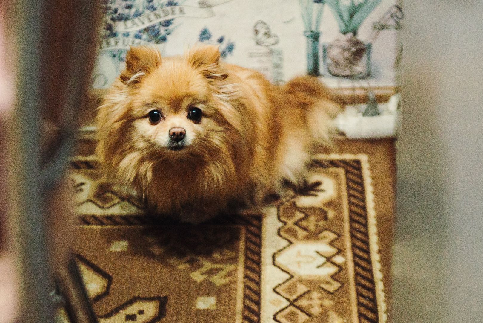 семья военнослужащего, помощь, поддержка семей, глава Лосино-Петровского, Лосино-Петровский, доброе дело, команда губернатора, Подмосковье,