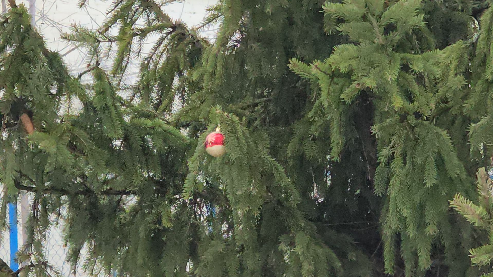 елка, кочующая, Город-сад, Пушкарева, Молоежная, Звездный сквер,