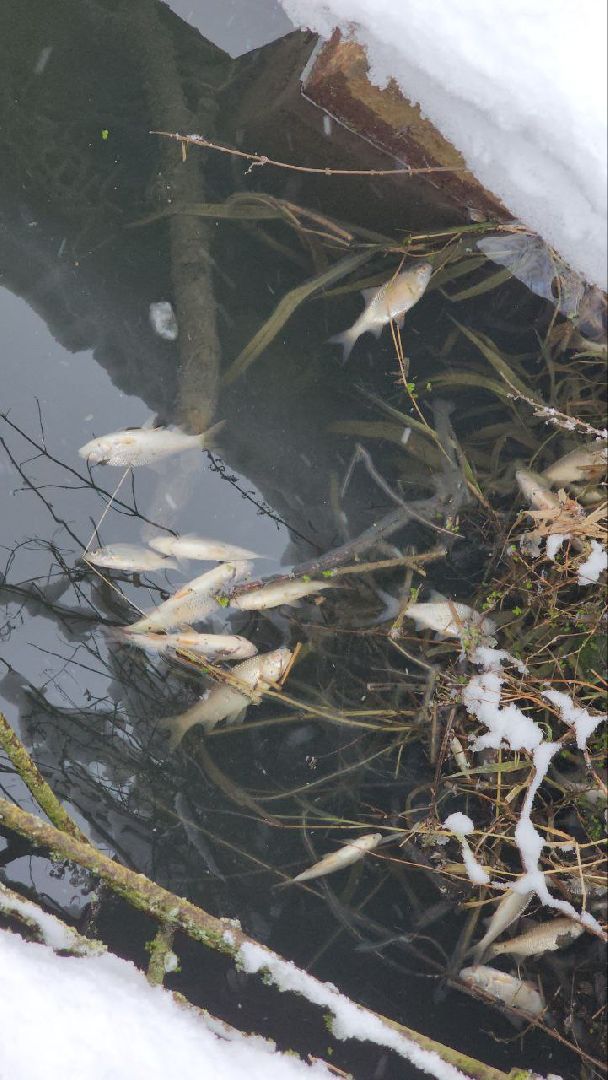 Мытищи, Замор рыбы, река Уча, марфино, Лысково, Минэкологии, Артур Суворов,