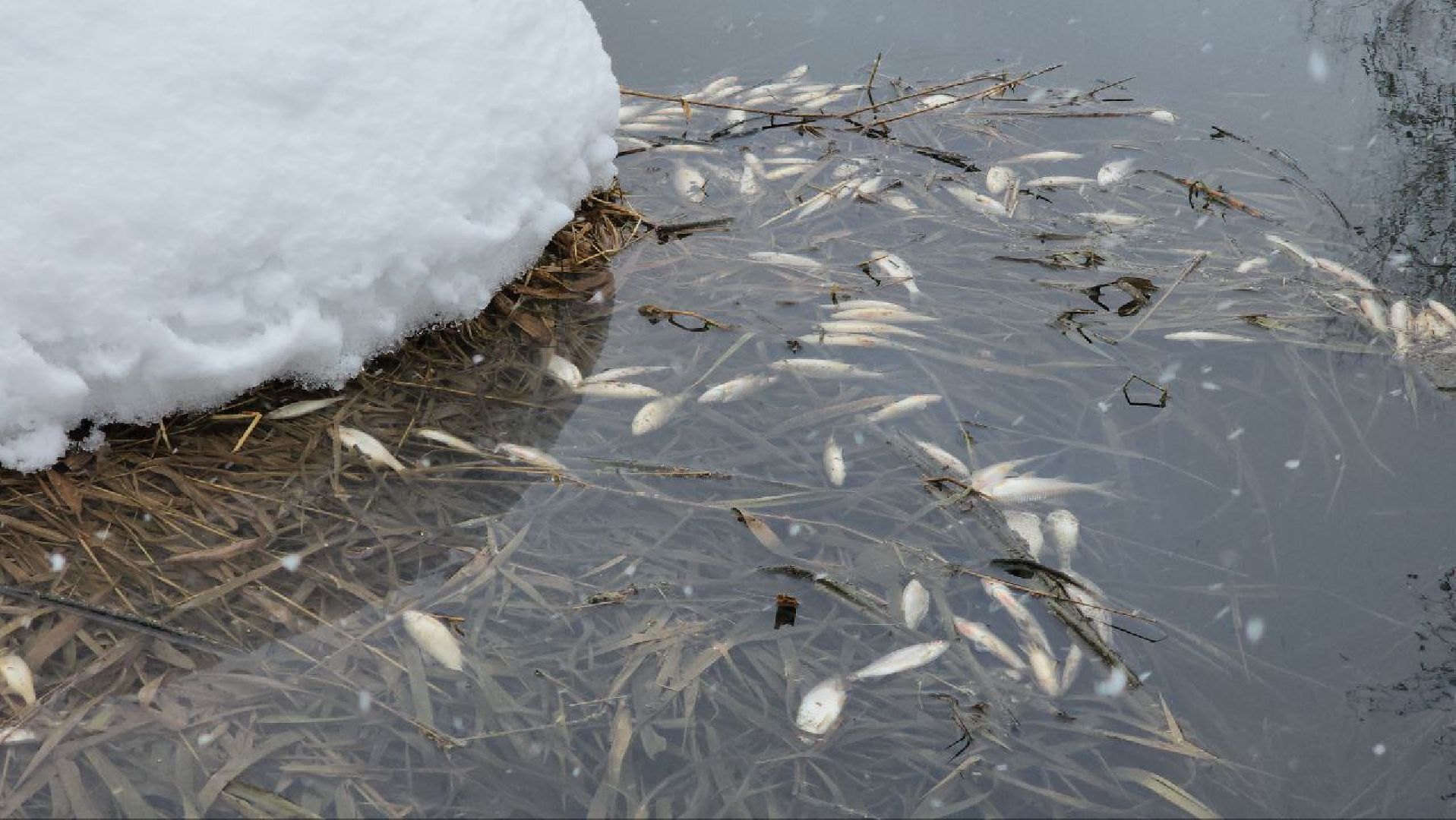 Мытищи, Замор рыбы, река Уча, марфино, Лысково, Минэкологии, Артур Суворов,