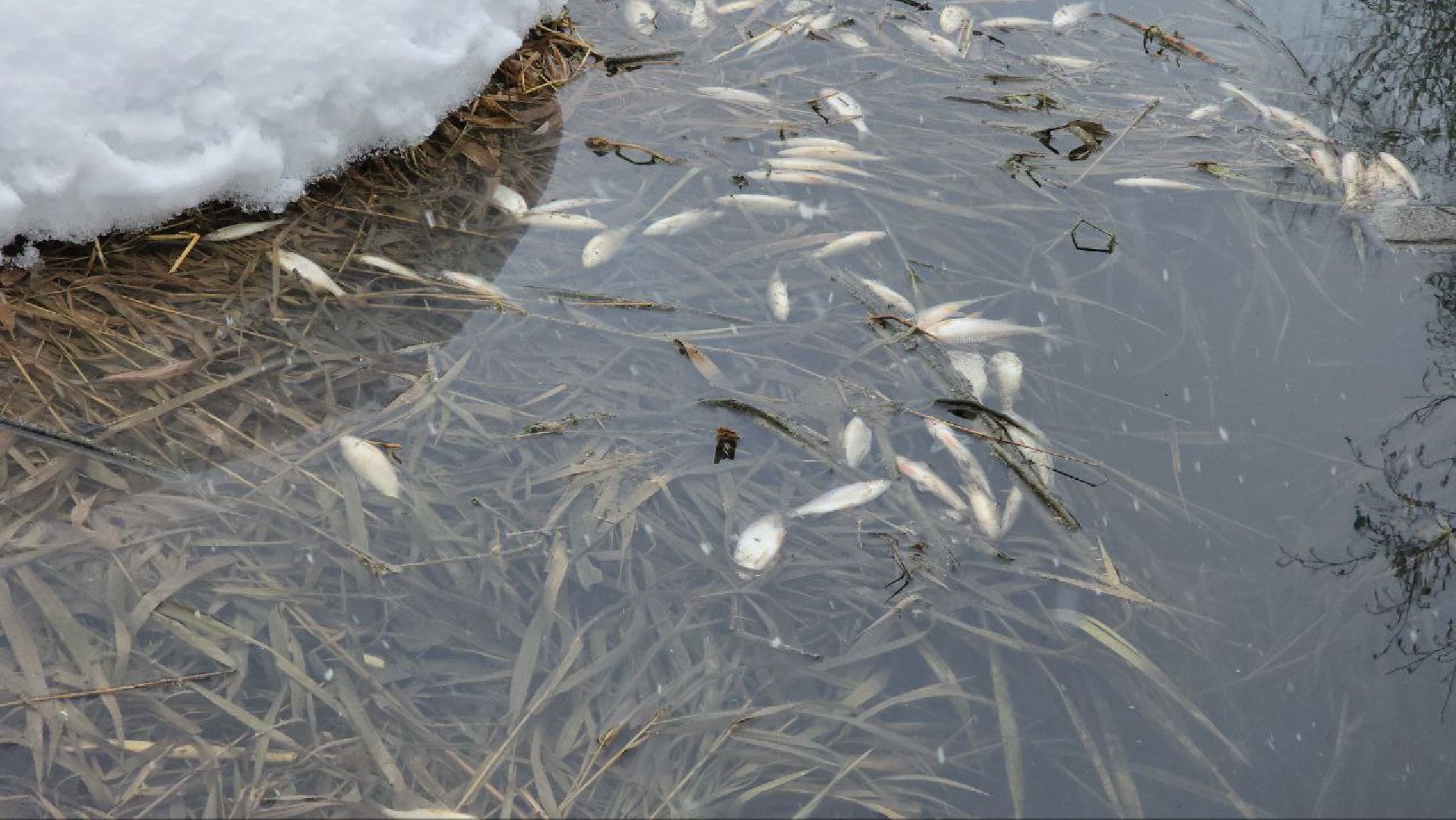 Мытищи, Замор рыбы, река Уча, марфино, Лысково, Минэкологии, Артур Суворов,