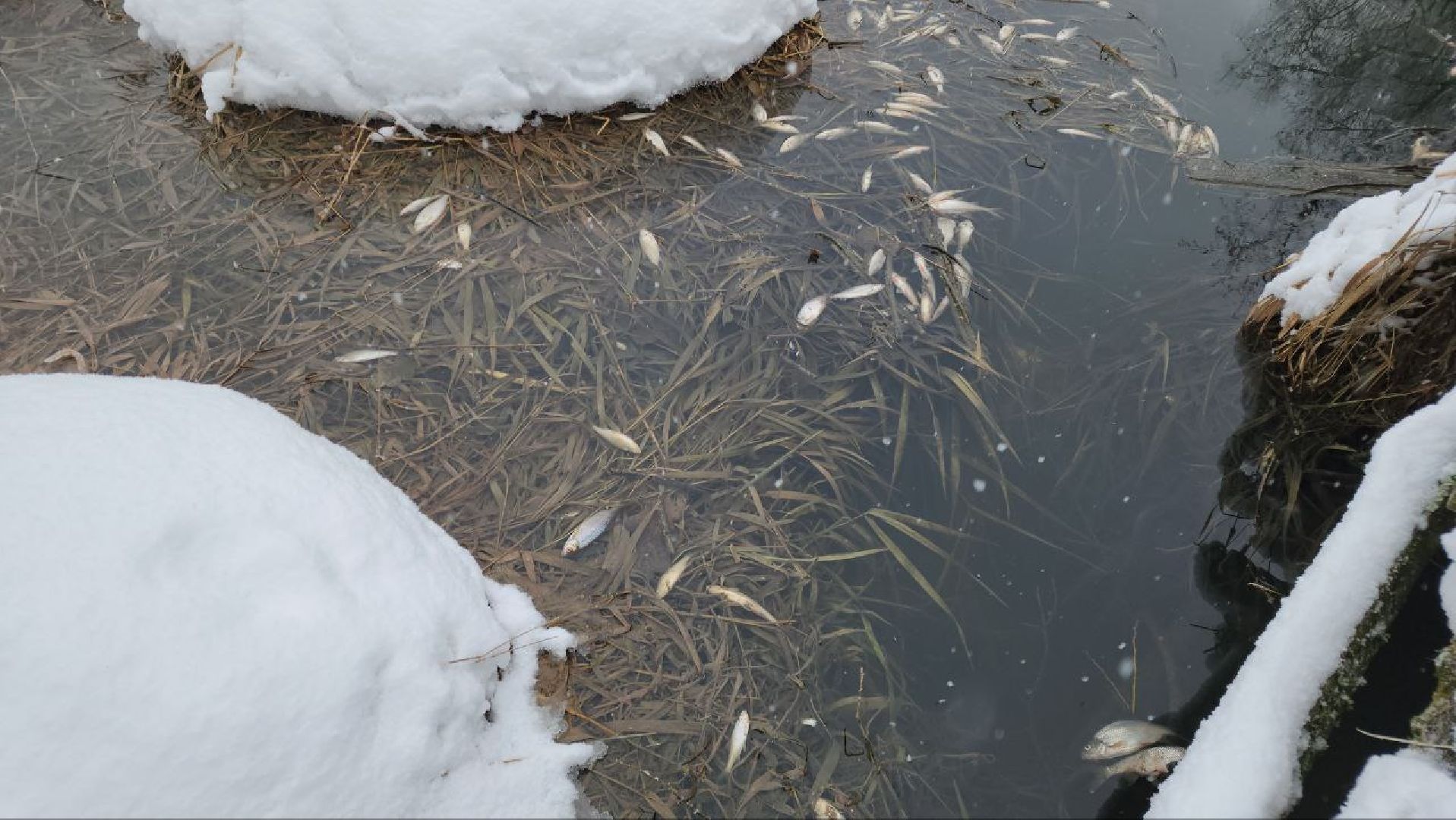 Мытищи, Замор рыбы, река Уча, марфино, Лысково, Минэкологии, Артур Суворов,