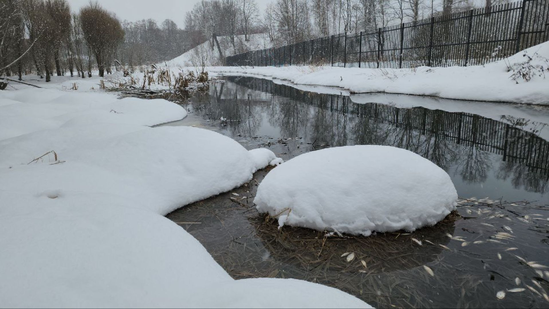 Мытищи, Замор рыбы, река Уча, марфино, Лысково, Минэкологии, Артур Суворов,