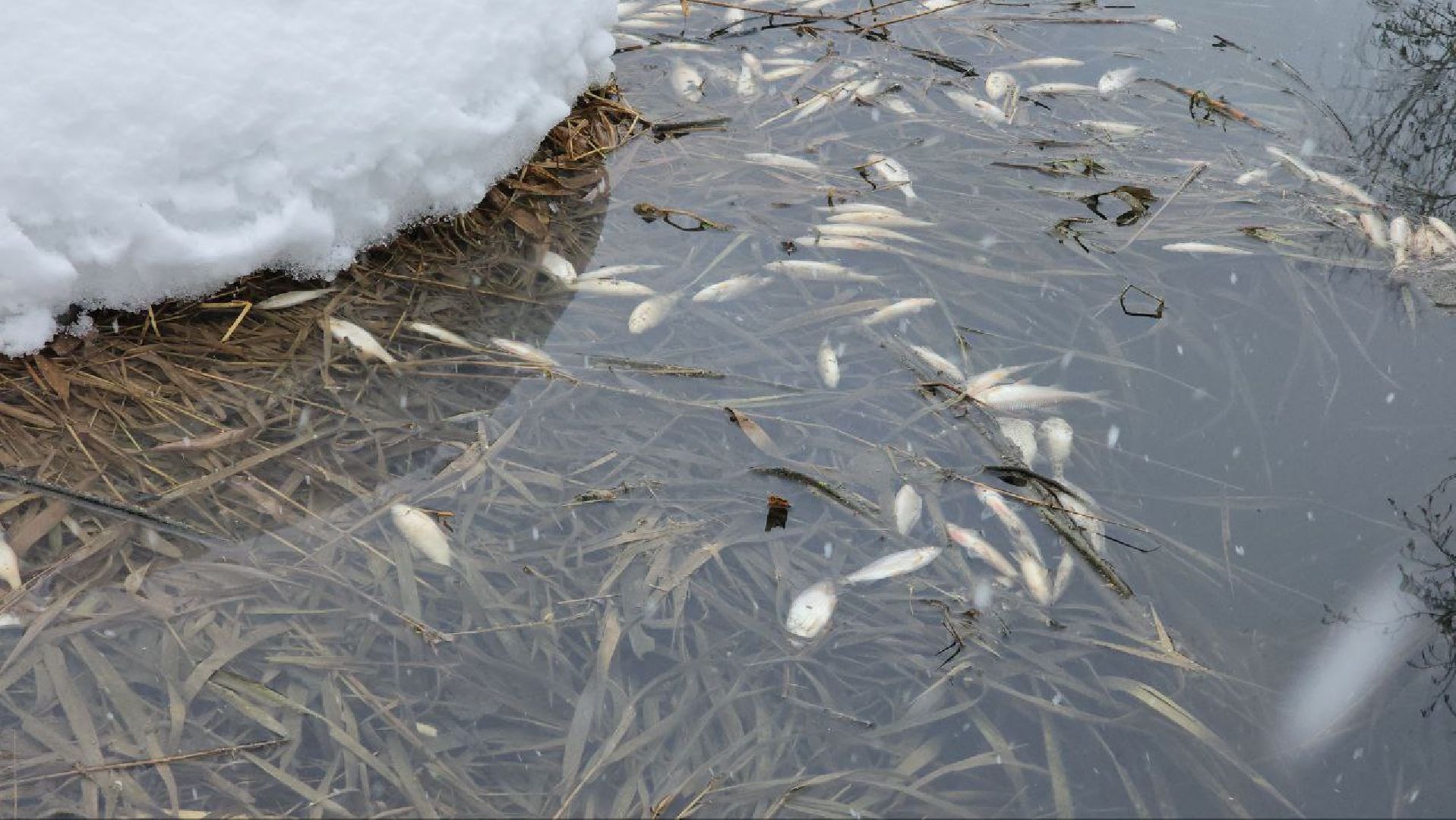 Мытищи, Замор рыбы, река Уча, марфино, Лысково, Минэкологии, Артур Суворов,