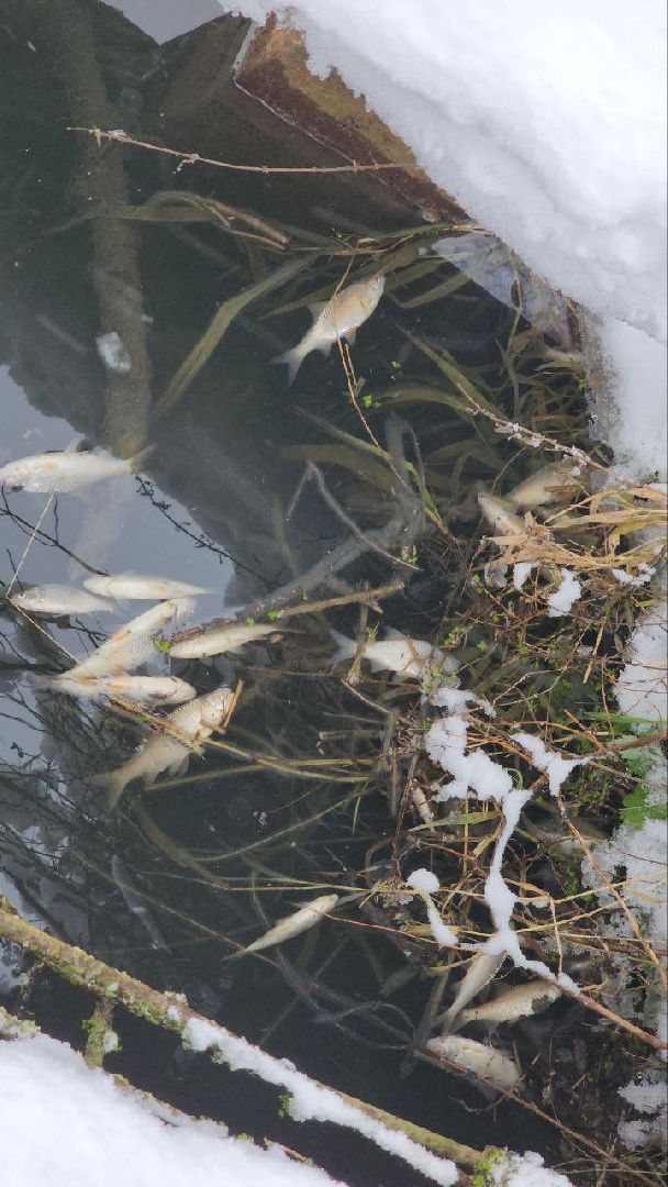 Мытищи, Замор рыбы, река Уча, марфино, Лысково, Минэкологии, Артур Суворов,