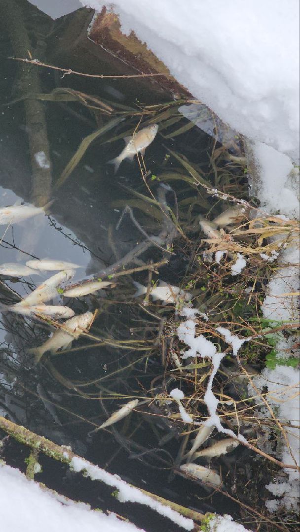 Мытищи, Замор рыбы, река Уча, марфино, Лысково, Минэкологии, Артур Суворов,