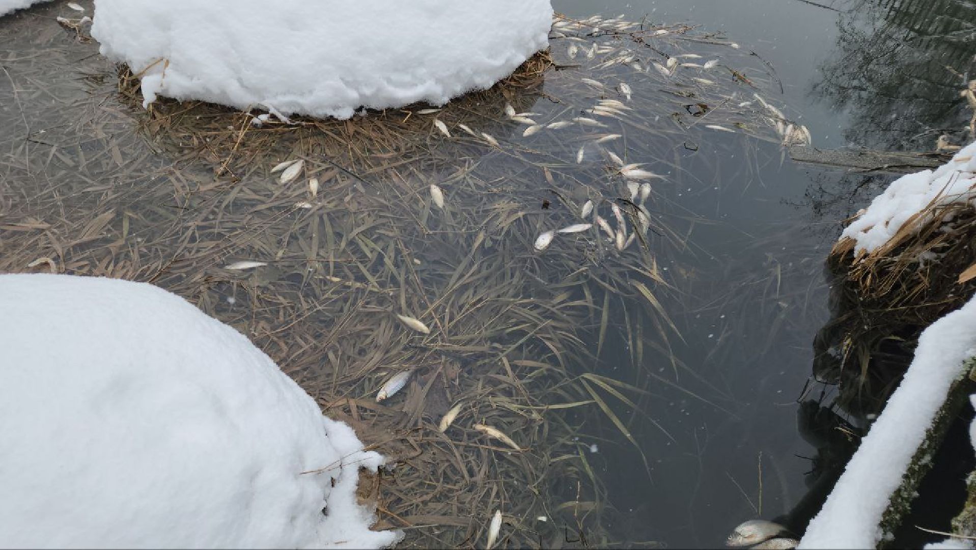 Мытищи, Замор рыбы, река Уча, марфино, Лысково, Минэкологии, Артур Суворов,