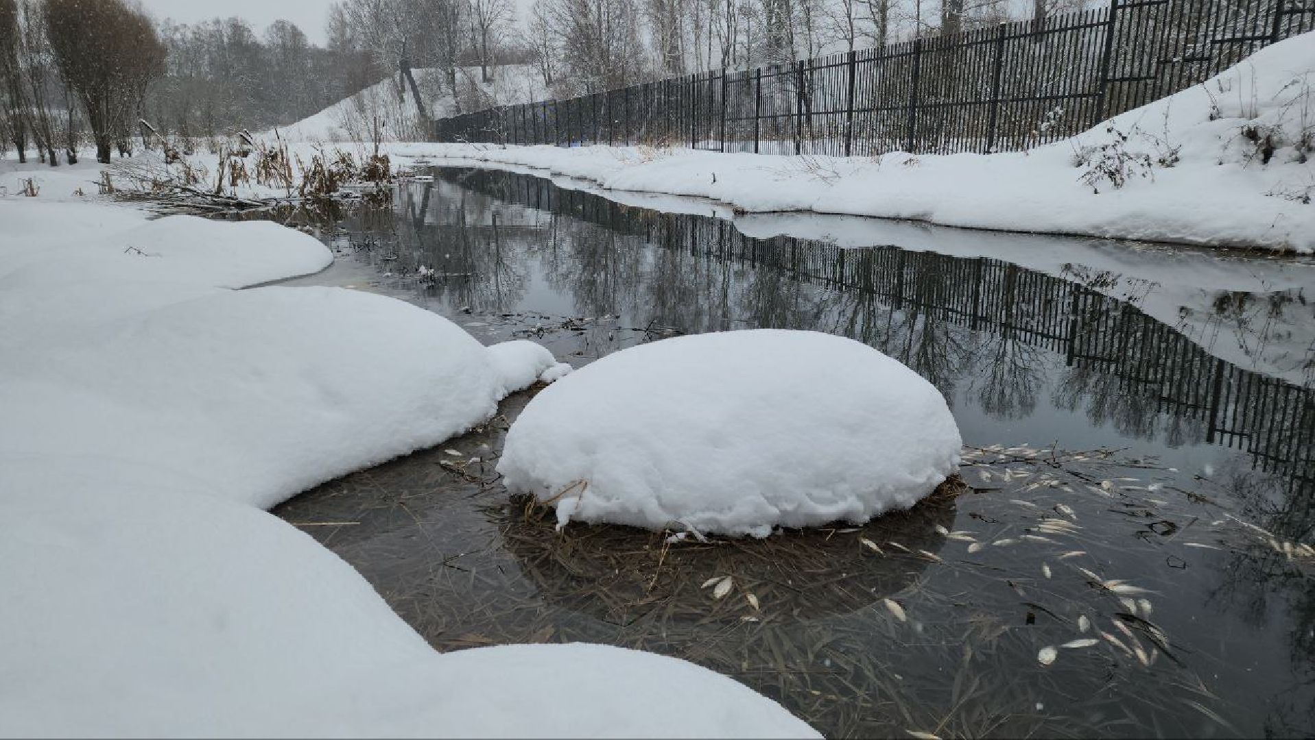 Мытищи, Замор рыбы, река Уча, марфино, Лысково, Минэкологии, Артур Суворов,