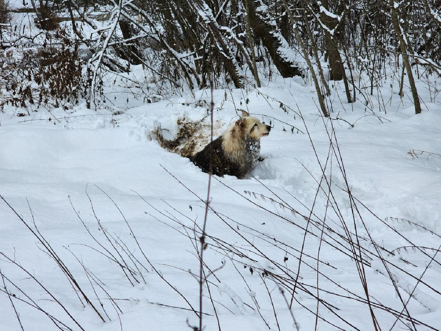 мытищи, экология, спасение животных, Алабай Хэлп, Река уча, марфино, лысково,