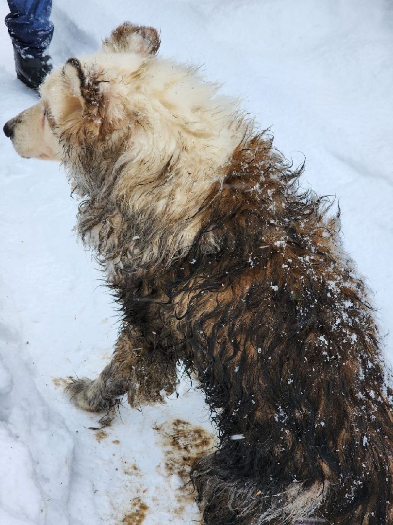 мытищи, экология, спасение животных, Алабай Хэлп, Река уча, марфино, лысково,