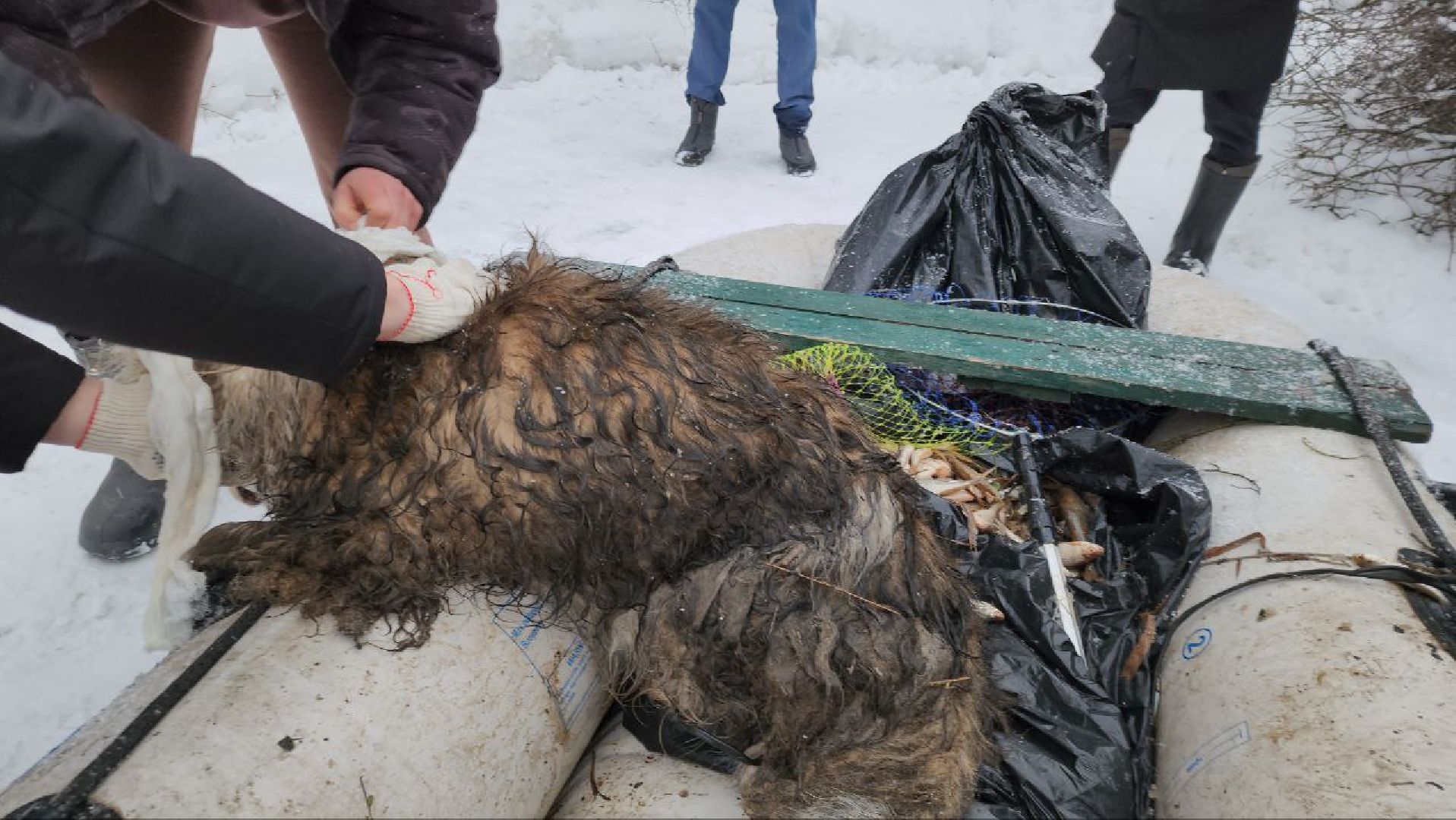 мытищи, экология, спасение животных, Алабай Хэлп, Река уча, марфино, лысково,