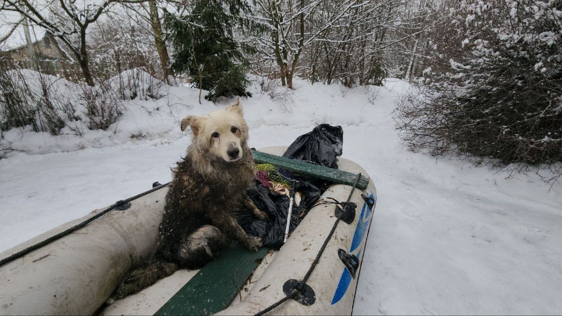 мытищи, экология, спасение животных, Алабай Хэлп, Река уча, марфино, лысково,