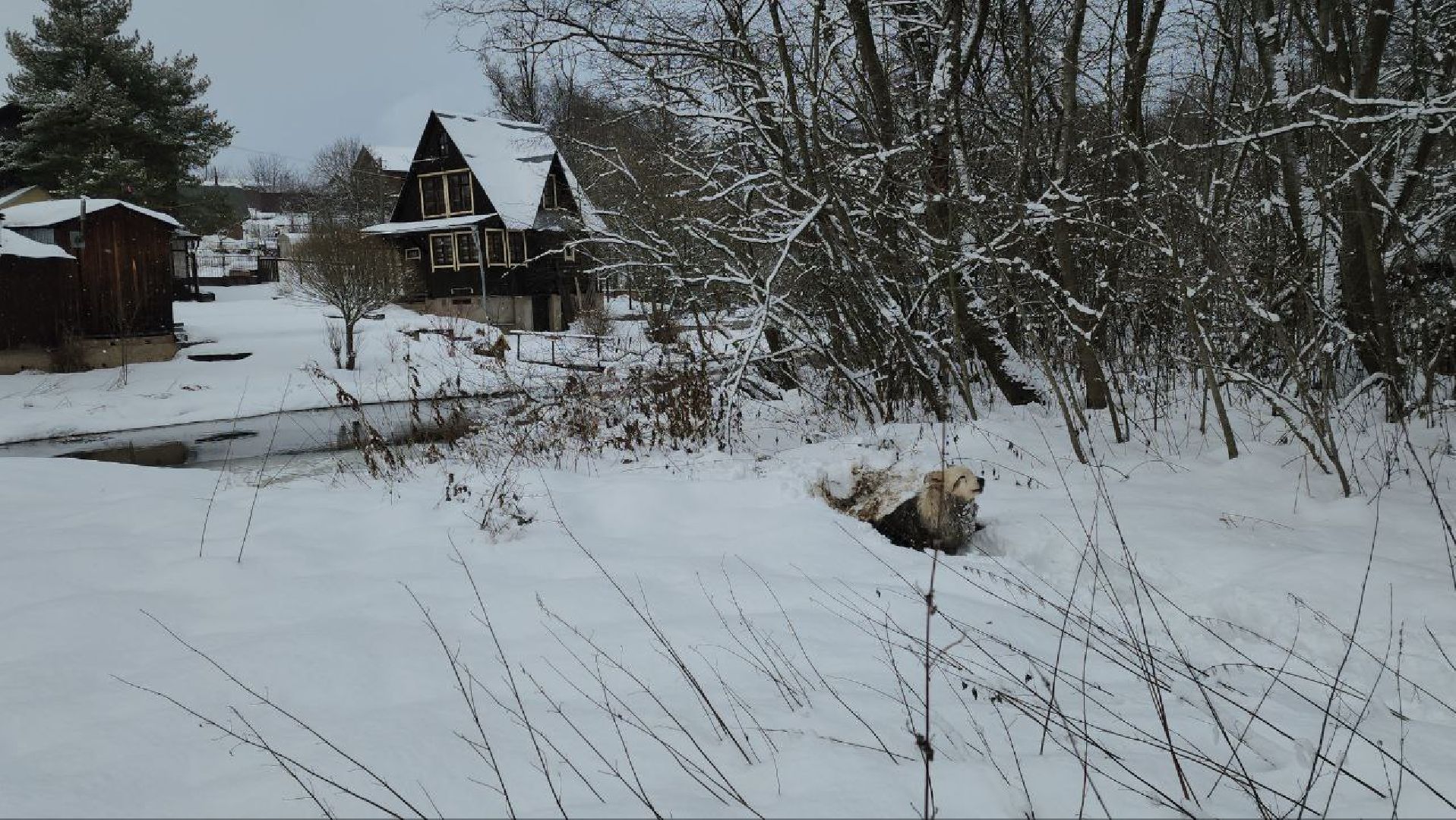 мытищи, экология, спасение животных, Алабай Хэлп, Река уча, марфино, лысково,