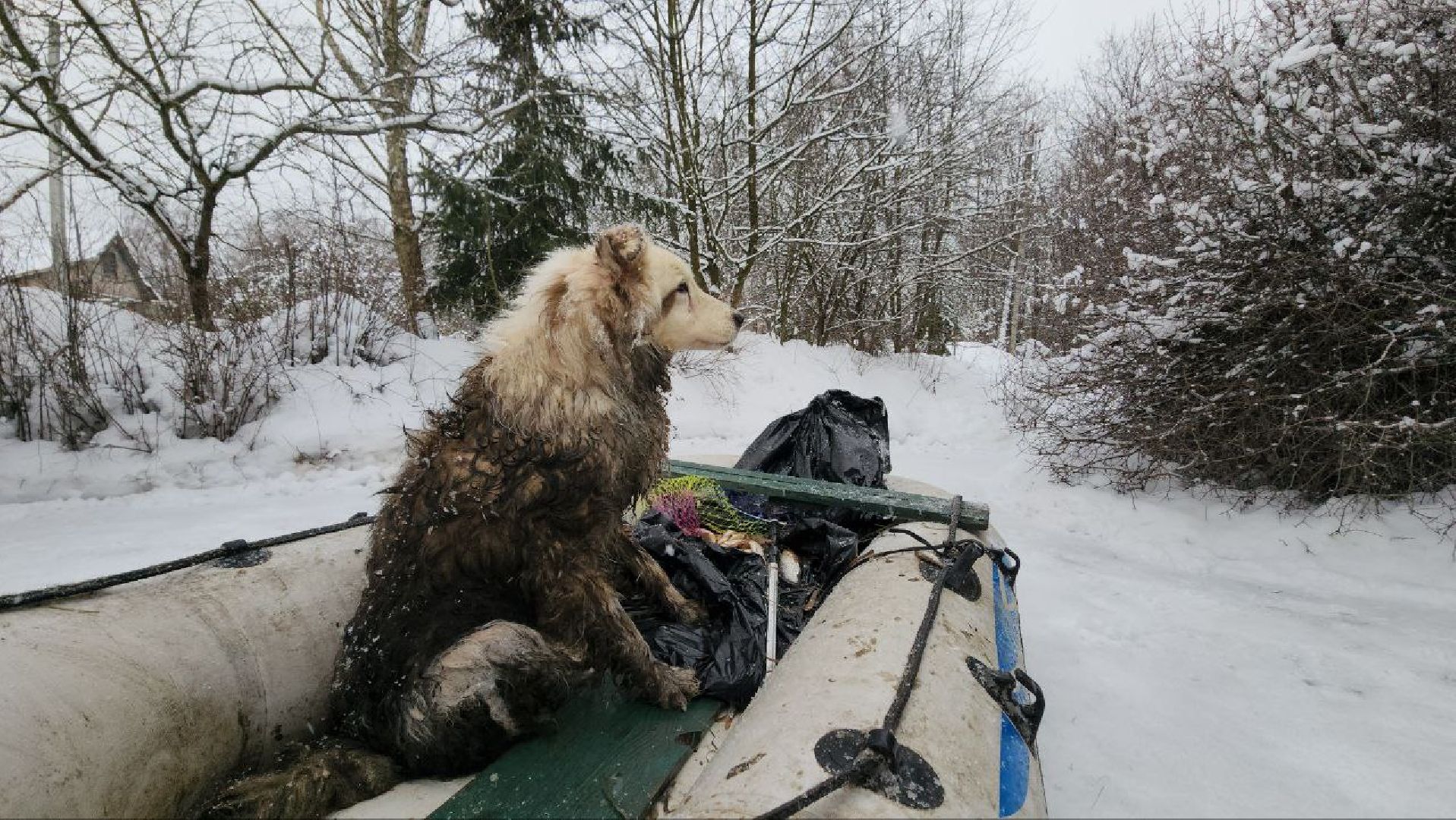 мытищи, экология, спасение животных, Алабай Хэлп, Река уча, марфино, лысково,