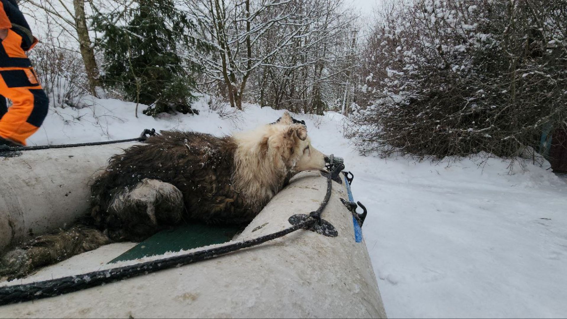 мытищи, экология, спасение животных, Алабай Хэлп, Река уча, марфино, лысково,