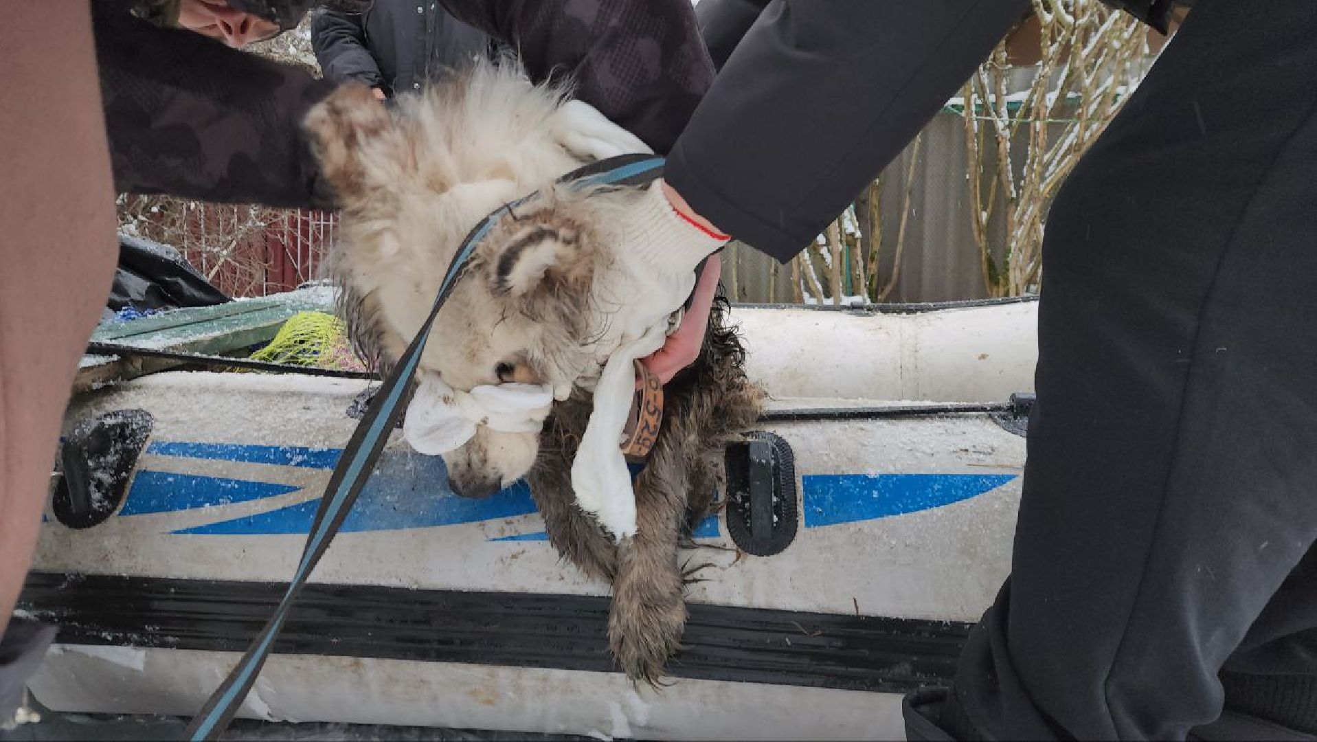 мытищи, экология, спасение животных, Алабай Хэлп, Река уча, марфино, лысково,