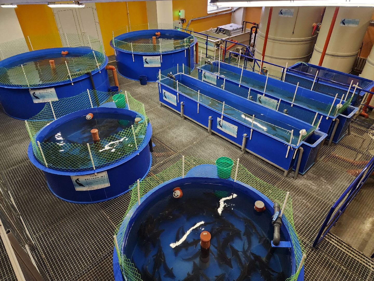 Наука, Подольск, Рыбы, Осетр, Виж им Эрнста,