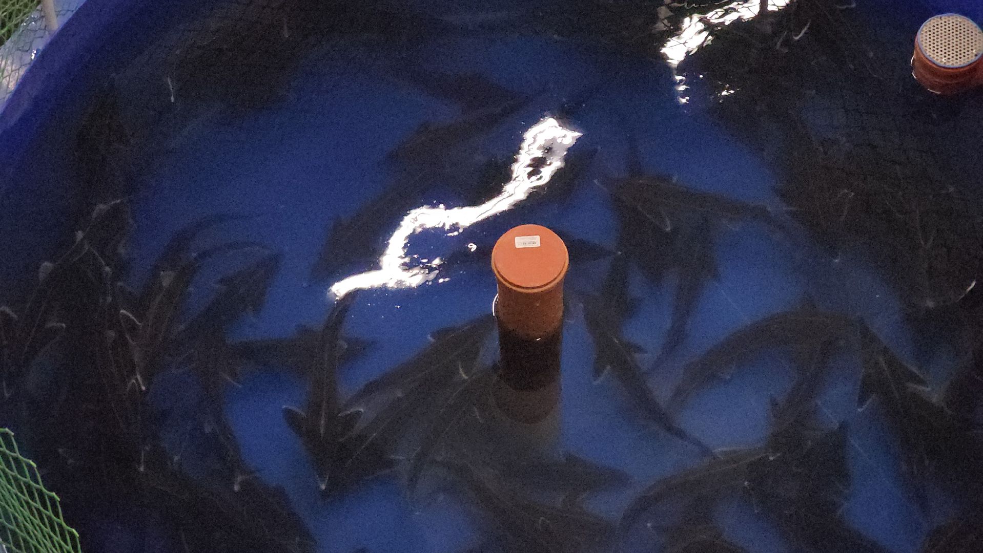 Наука, Подольск, Рыбы, Осетр, Виж им Эрнста,