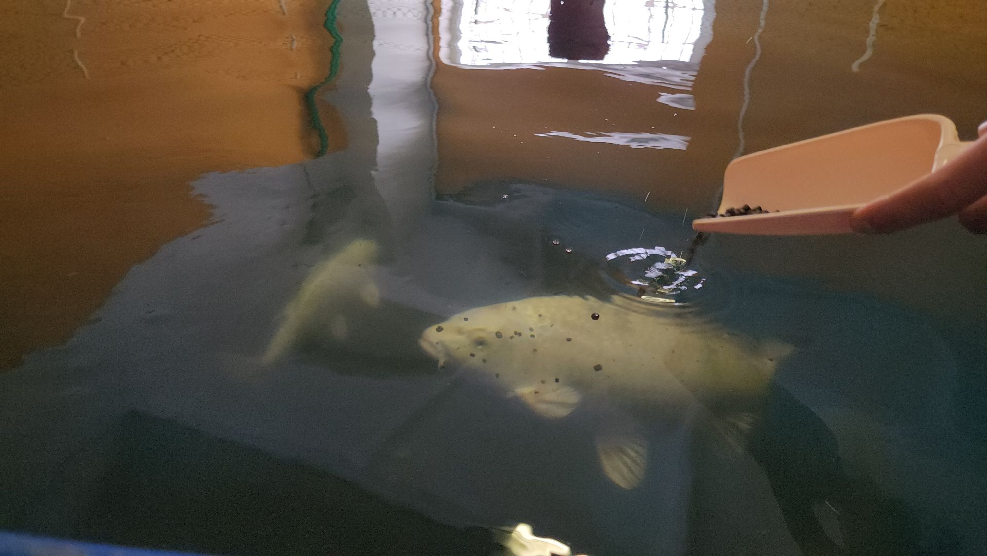 Наука, Подольск, Рыбы, Осетр, Виж им Эрнста,