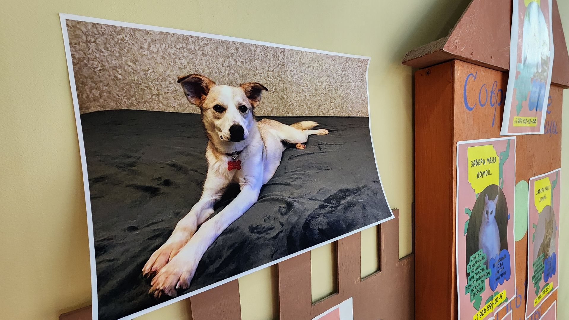 Солнечногорск, Активное долголетие, Животные, благотворительая акция, Марафон,