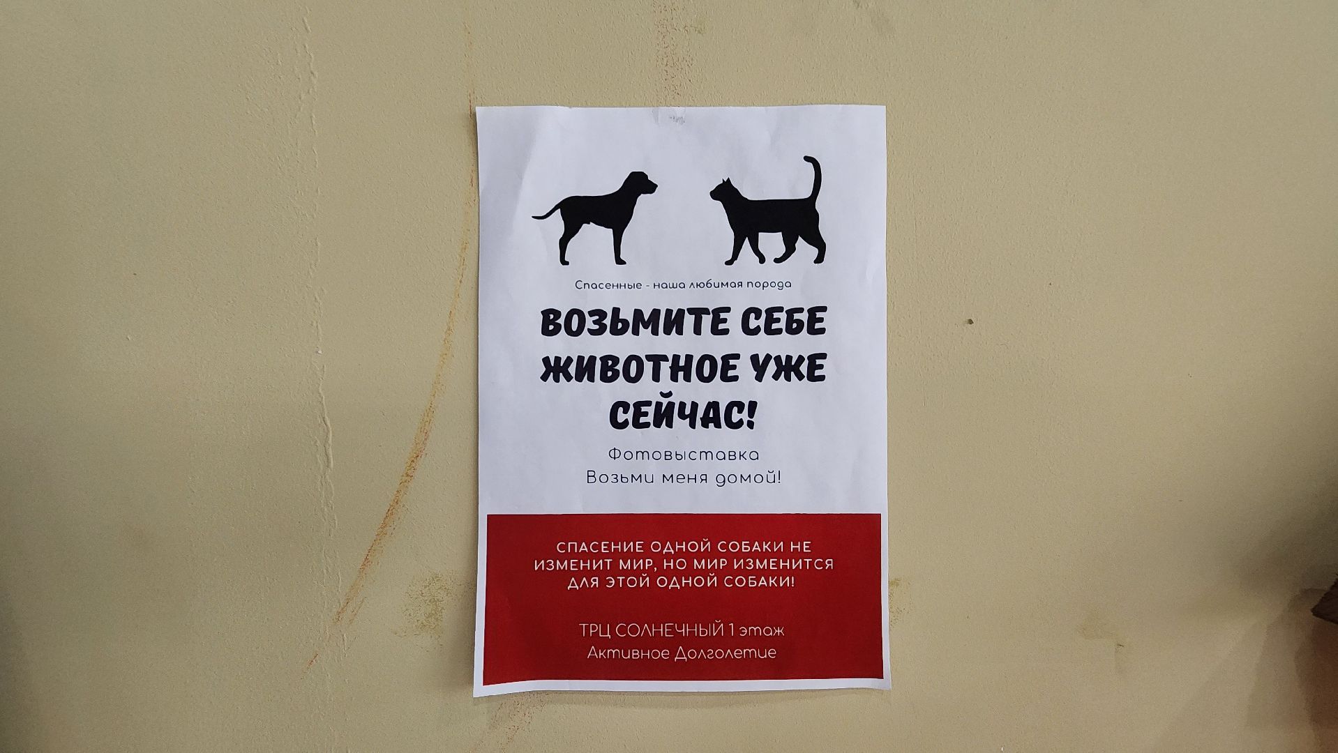 Солнечногорск, Активное долголетие, Животные, благотворительая акция, Марафон,