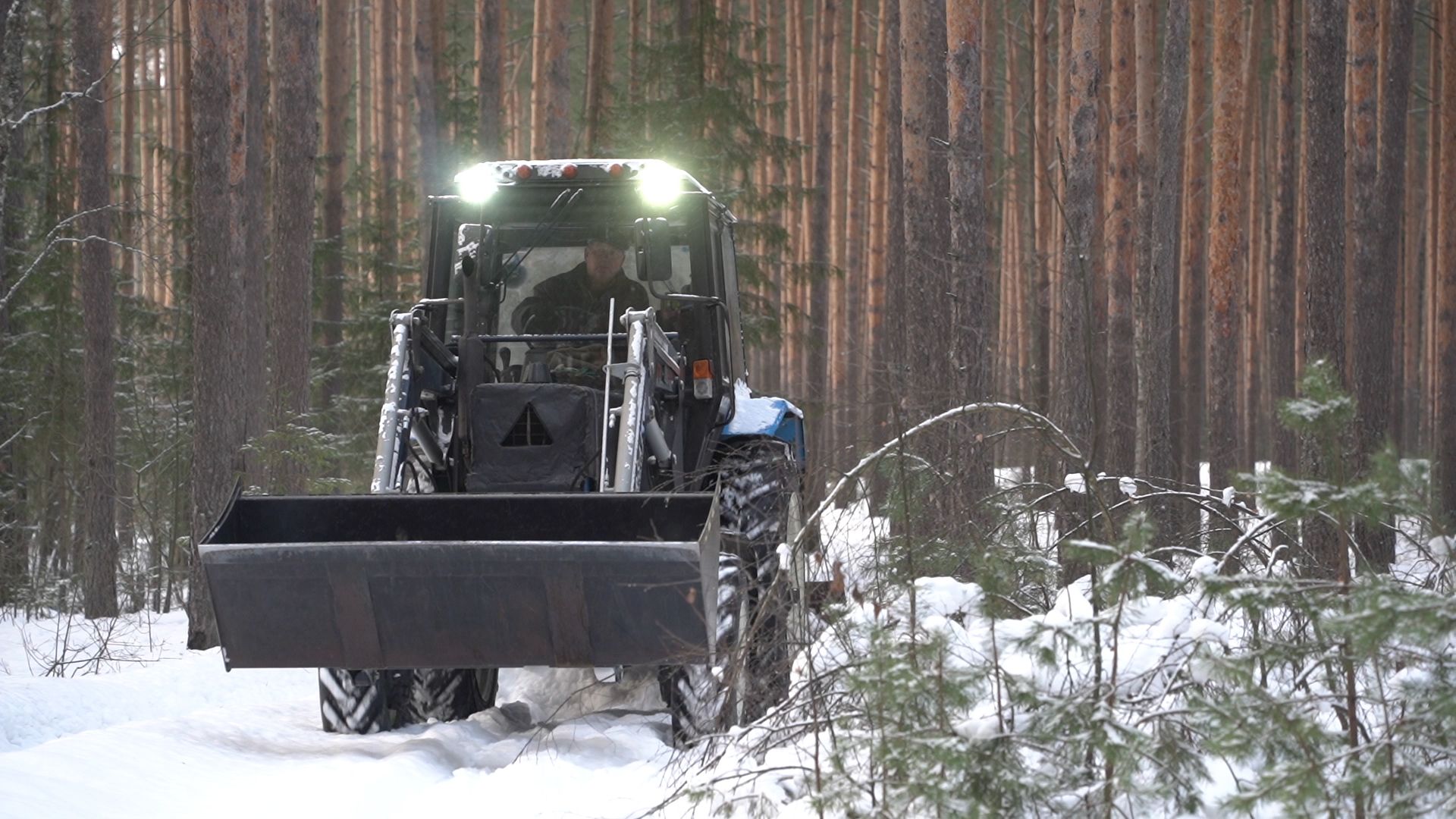 Рошаль, волонтер, лесные дорожки, прогулки в лесу, Большая Шатура,