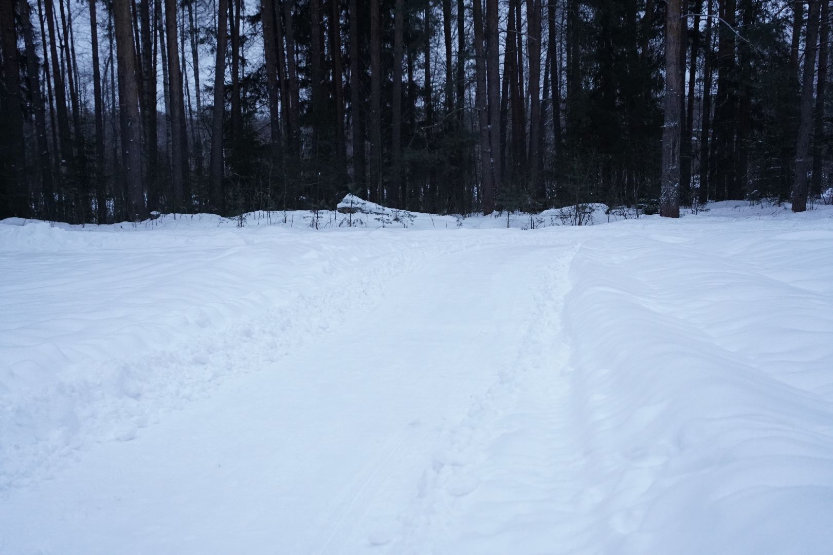Рошаль, волонтер, лесные дорожки, прогулки в лесу, Большая Шатура,