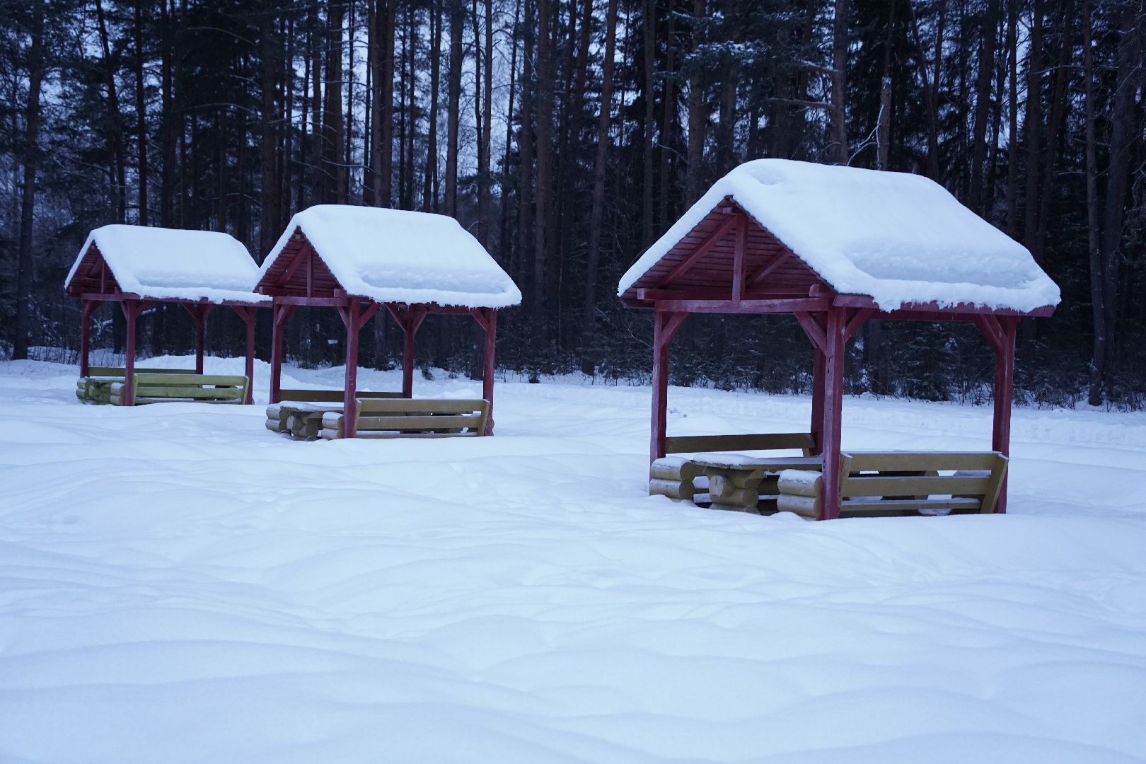 Рошаль, волонтер, лесные дорожки, прогулки в лесу, Большая Шатура,