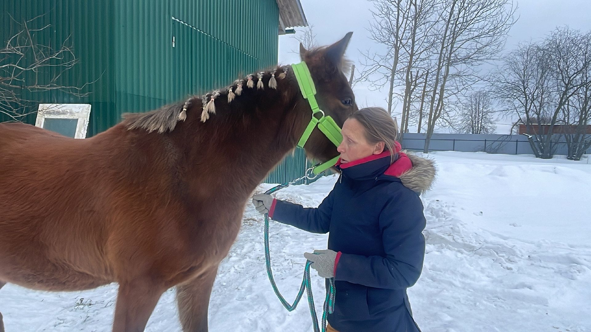 Волоколамск, спасли лошадь,